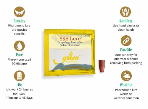 Funnel Trap With YSB Lure (Scirpophaga Incertulas) Yellow Stem Borer, Useful For Rice and Brinjal Fruit & Shoot Borer Moth.