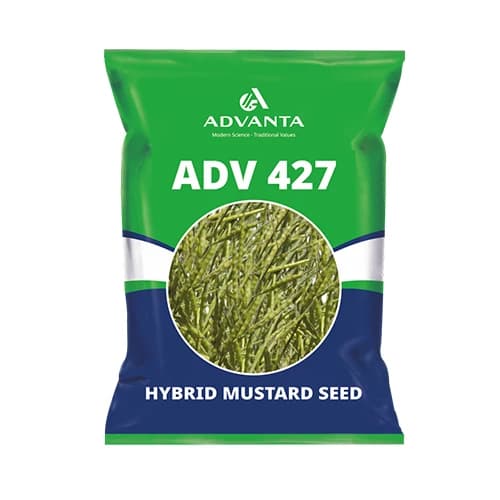 Advanta ADV 427 F1 Hybrid Mustard Seeds, Good Oil Percentage