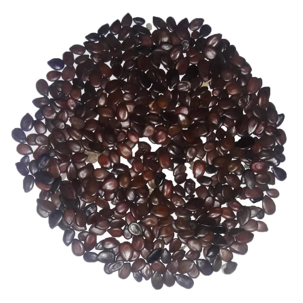 Sri Sai Forestry Subabul Seeds (Leucaena Leucocephala), Safed Babool, Ideal For Fodder Green Manure Plantation And Live Fencing - Image 4