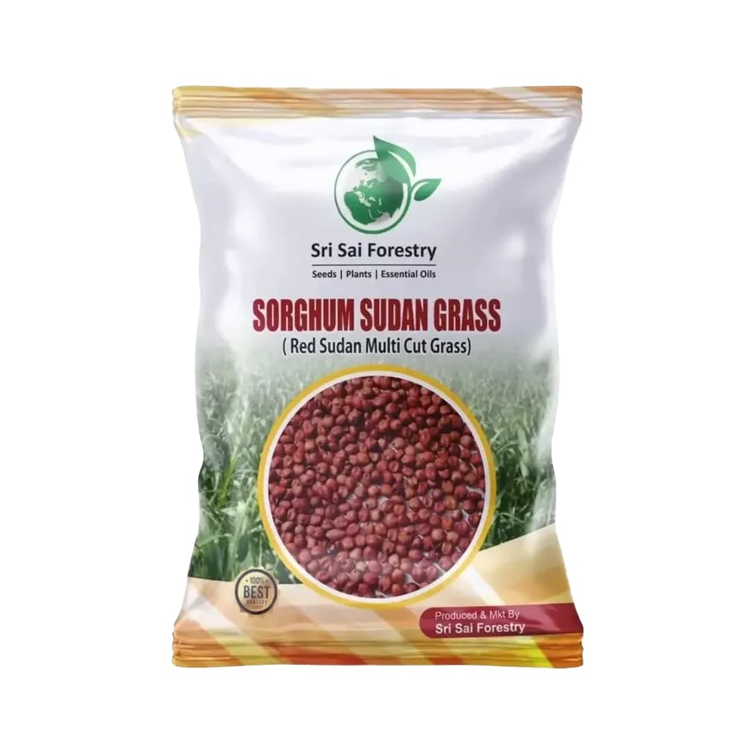 Sri Sai Forestry Sorghum Sudan Grass Fodder Seeds For Goat And Cow, Red Sudan Multi Cut Grass Seeds
