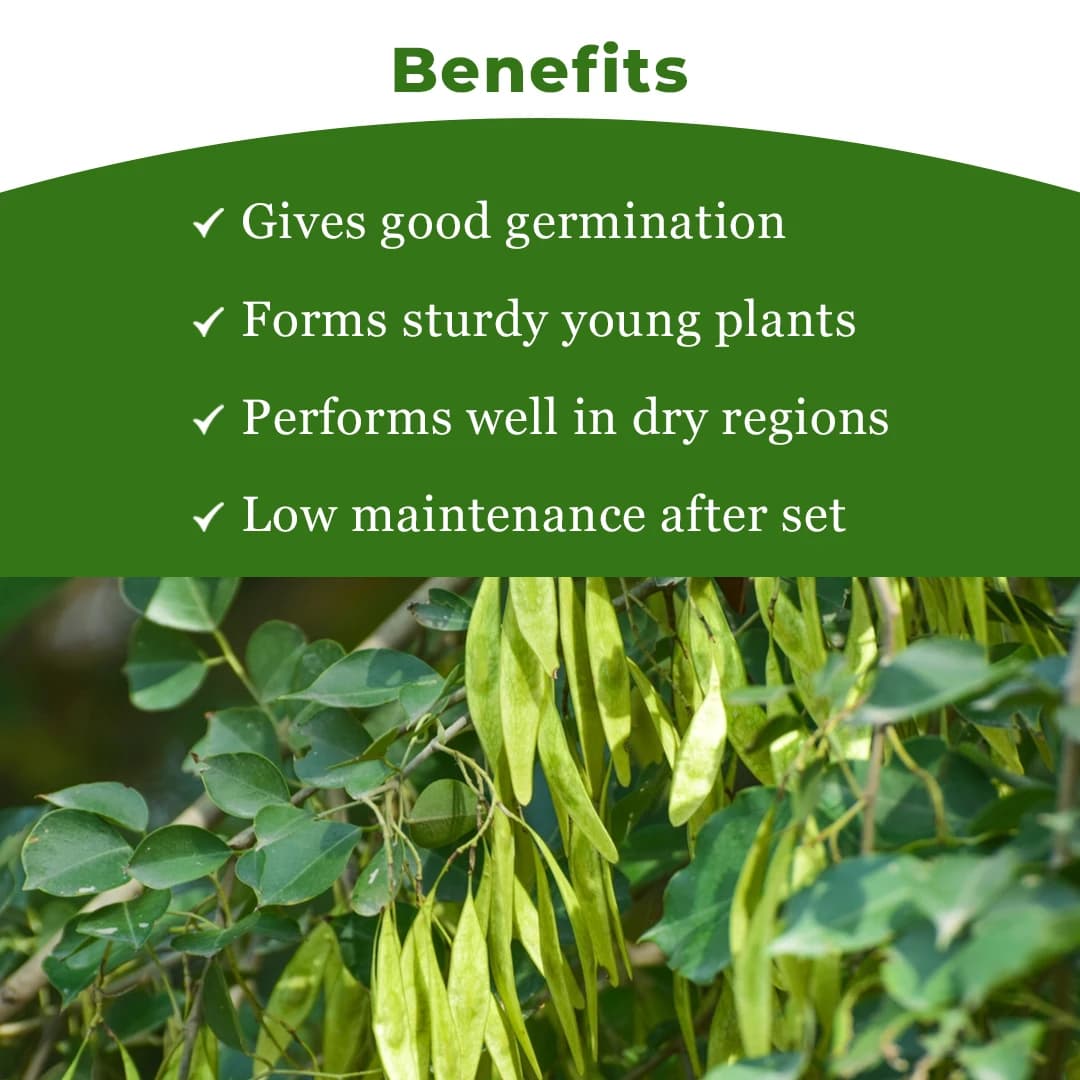 SRI SAI FORESTRY - Shisham Tree Seeds (North Indian Rosewood ) , Hard Tiber Seeds - Image 4