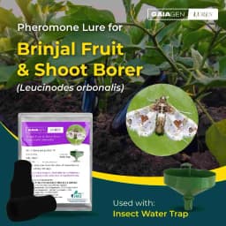 Gaiagen Brinjal Fruit And Shoot Borer Pheromone Lure For Leucinodes Orbonalis, IMO Certified. 3
