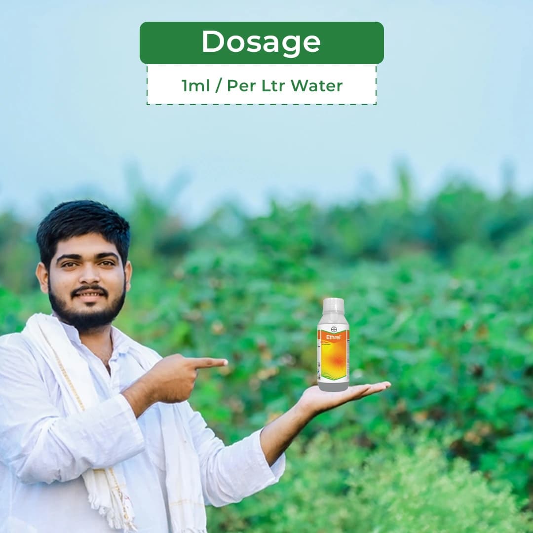 Bayer Ethrel Ethephon 39% SL, Plant Growth Regulator, Which Improves Colouration And Accelerates Uniform Ripening Of Fruits - Image 5