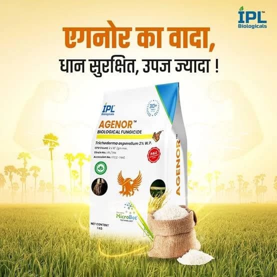 IPL Agenor Trichoderma Asperellum 2% WP Fungicide, Suitable For Root And Soil Disease Control - Image 2