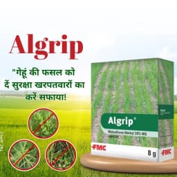 FMC Algrip Metsulfuron Methyl 20% WG Herbicide, Systemic, Post-Emergent Herbicide 2