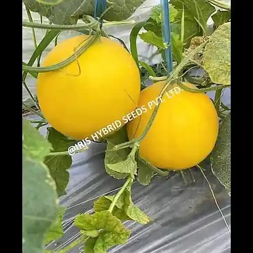 Iris Hybrid Fruit Seeds F1 Hybrid Musk Melon Goldy-09, Oblong Shape, Excellent Fruit Settings - Image 2