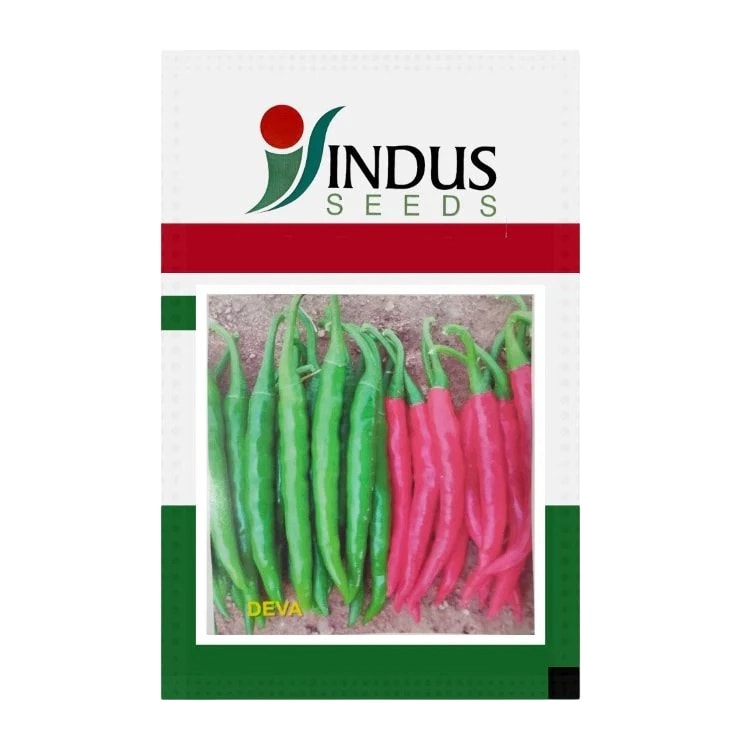 Indus DEVA F1 Hybrid Chilli Seeds, Dual Purpose