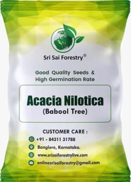 SRI SAI FORESTRY - Arabic Gum (Acacia Nilotica) Babool Tree seeds - Live Fencing Tree Seeds 1