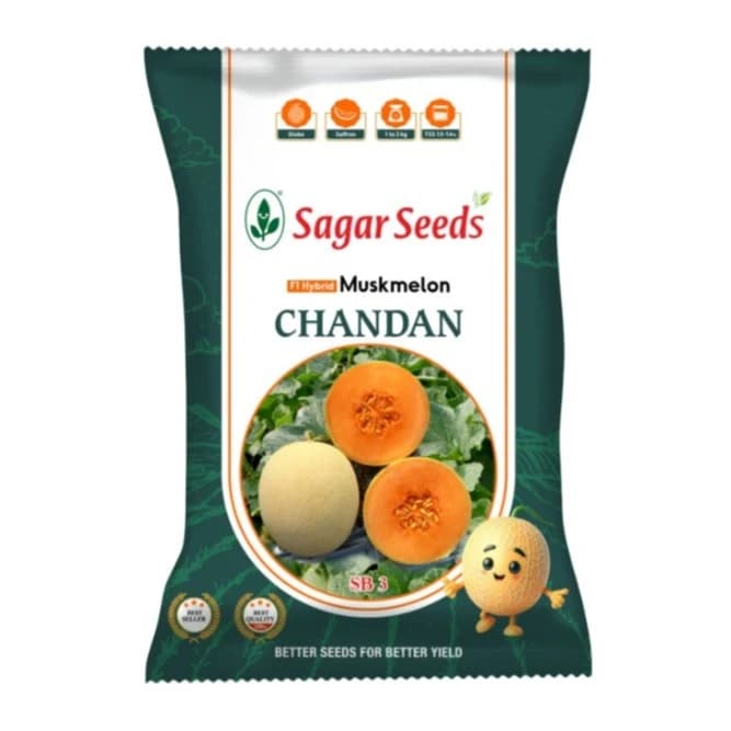 सागर चंदन एफ1 हाइब्रिड खरबूजे के बीज, अधिक उपज देने वाली किस्म, गोल गोलाकार आकार