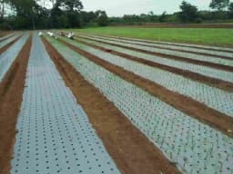 Siddhi with Hole Mulch Film, 25 Micron Black and Silver For Onion, Garlic (1.2 m Width x 400 Meter Length) 4 inch x 4 inch x 10 line 1