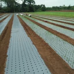 सिद्धि मल्च फिल्म विथ होल, सिल्वर प्याज, लहसुन के लिए उपयोगी, (25 माइक्रोन ब्लैक) और (4 फीट x 400 मीटर) 4 इंच x 4 इंच x 10 लाइन 1