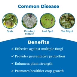 ईबीएस टेबसुल-75 टेबुकोनाज़ोल 10% + सल्फर 65% डब्लूजी फफूंदनाशक, गेहूं, चावल, मूंगफली, चाय, सोयाबीन, केला और कॉफी के लिए उपयोग किया जाता है। 3