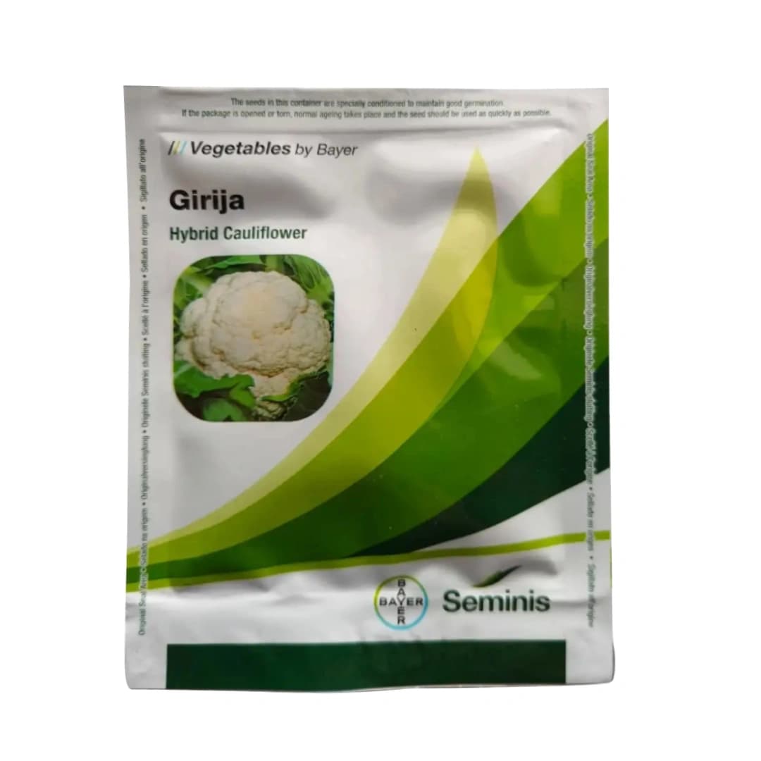 Seminis F1 Hybrid Girija Cauliflower Vegetable Seeds, Milky White Color, Dome shaped And Compact