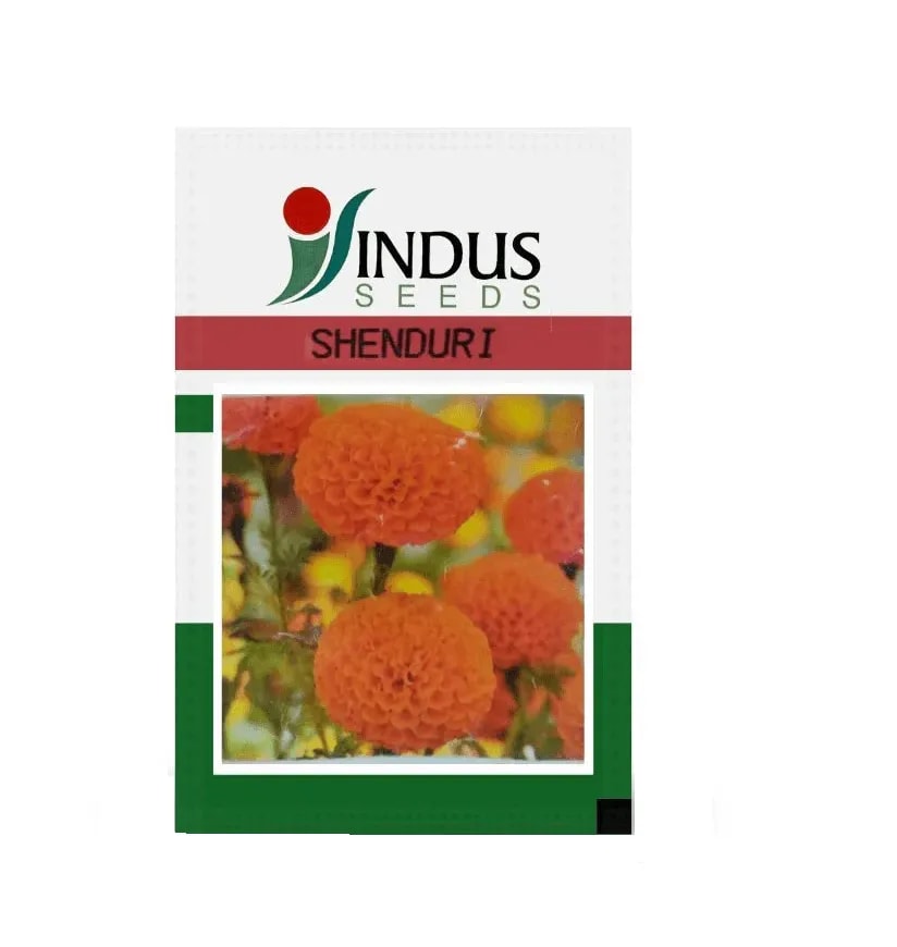 Indus Shenduri F1 Hybrid Marigold Seeds Bright Orange Flower Variety