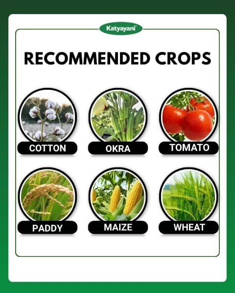 Katyayani Thioxam Super Plus Thiamethoxam 70% WS Insecticide, Powerful Pest Control For Crops - Image 4