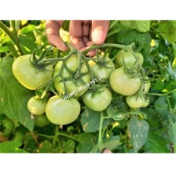 Iris Nancy F1 Hybrid Tomato Seeds, Flat Round, High Yield, TYLCV And Bacterial Wilt Tolerant 6