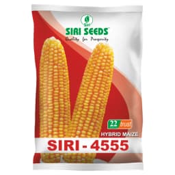 Siri Seed 4555 F1 Hybrid Maize Seed, High Shelling % And Good Grain Weight 1