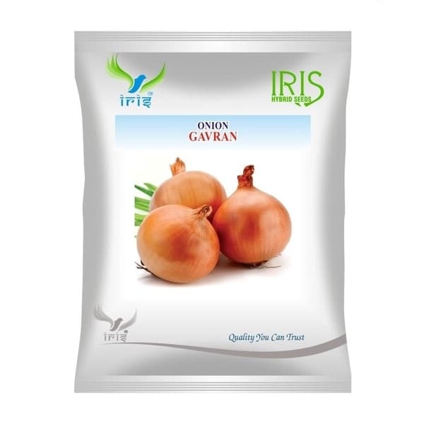 Iris Gavran OP Onion Seeds, Pyaaj Ke Beej, Globe Shaped Bulbs, Semi Erect Plant, Open Pollinated
