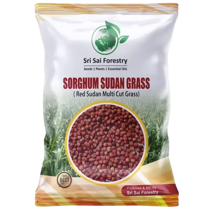 Sri Sai Forestry Sorghum Sudan Grass Fodder Seeds For Goat And Cow, Red Sudan Multi Cut Grass Seeds