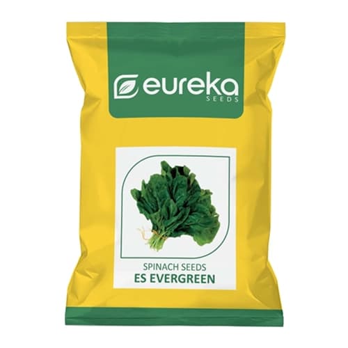 Eureka ES EVERGREEN Improved Hybrid Spinach Seeds, High Yield, Late Bolting Variety