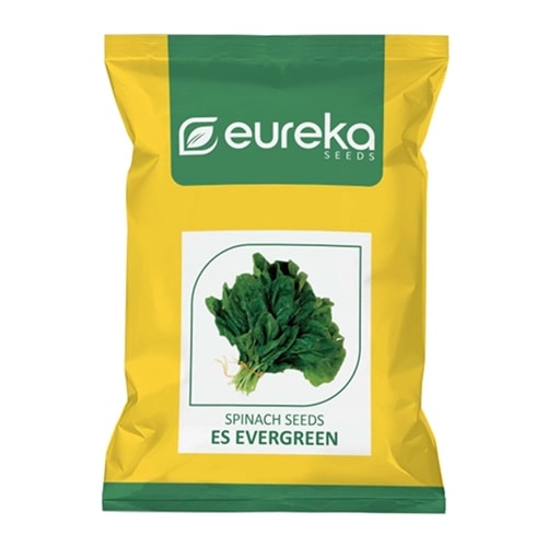 Eureka ES EVERGREEN Improved Hybrid Spinach Seeds, High Yield, Late Bolting Variety