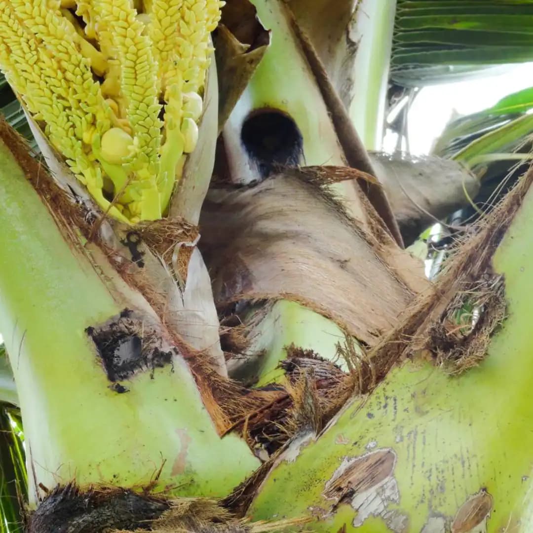 HEDO Rhinoceros Beetle Bucket Trap With Pheromone Lure, Effective Control Rhinoceros Beetle For Coconut, Date Palm, Oil Palm, Arecanut Palm - Image 7
