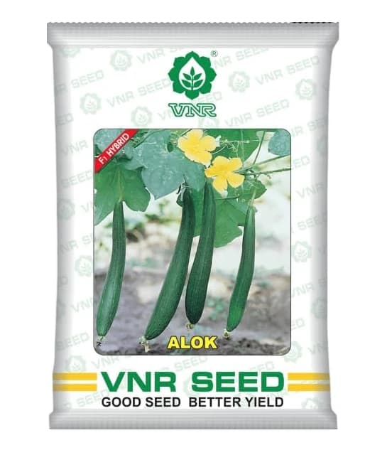 VNR Sponge Gourd Alok F1 Hybrid Seeds, Gilki ke Beej, Very High Yielding, Best In Germination. - Image 1