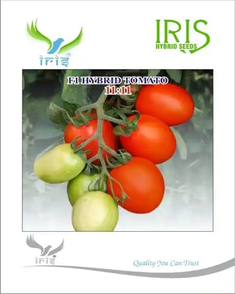 Iris F1 Hybrid 11:11 Tomato Seeds, Uniform Fruits, Oval Round Suitable For Rainy Sowing - Image 1
