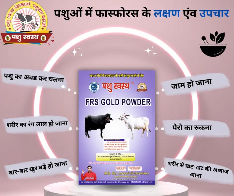 PASHU SVASTH FRS GOLD POWDER, Natural Phosphorus Supplement For Cow And Buffalo - Image 6