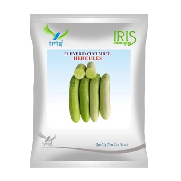 Iris Hercules F1 Hybrid Cucumber Seeds, Vigorous Light Green Variety And High Yield