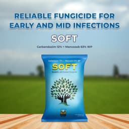 SOFT - Carbendazim 12% + Mancozeb 63% WP Fungicide, Use Against Blast, Leaf Spot , Collar Rot, Root Rot, Early And Late Blight, Blister Blight 2
