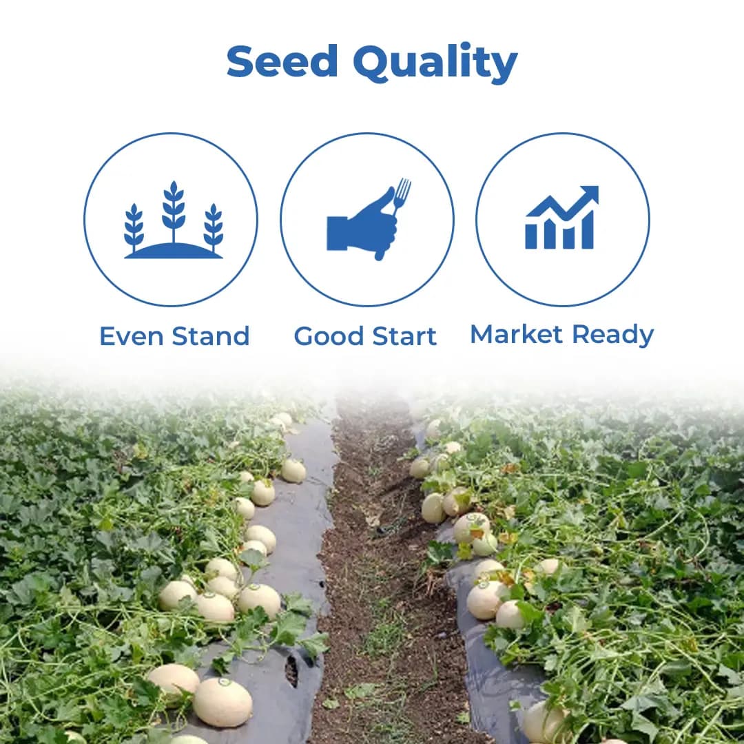 Sagar Chandan F1 Muskmelon Seeds, Buff Yellow Skin, Green Stripe, Rich Aroma, High Yield - Image 3