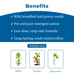 Ichiban Banker (Metribuzin 70% WP) Systemic and Contact Herbicide For Control Of Weeds 4