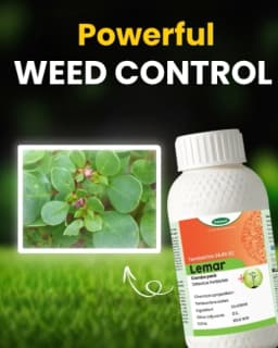 Katyayani Lemar Tembotrione 42% SC Herbicide, Broad Spectrum Post Emergence Herbicide, (Lemar 115 ml + Surfactant 400 ml) 2