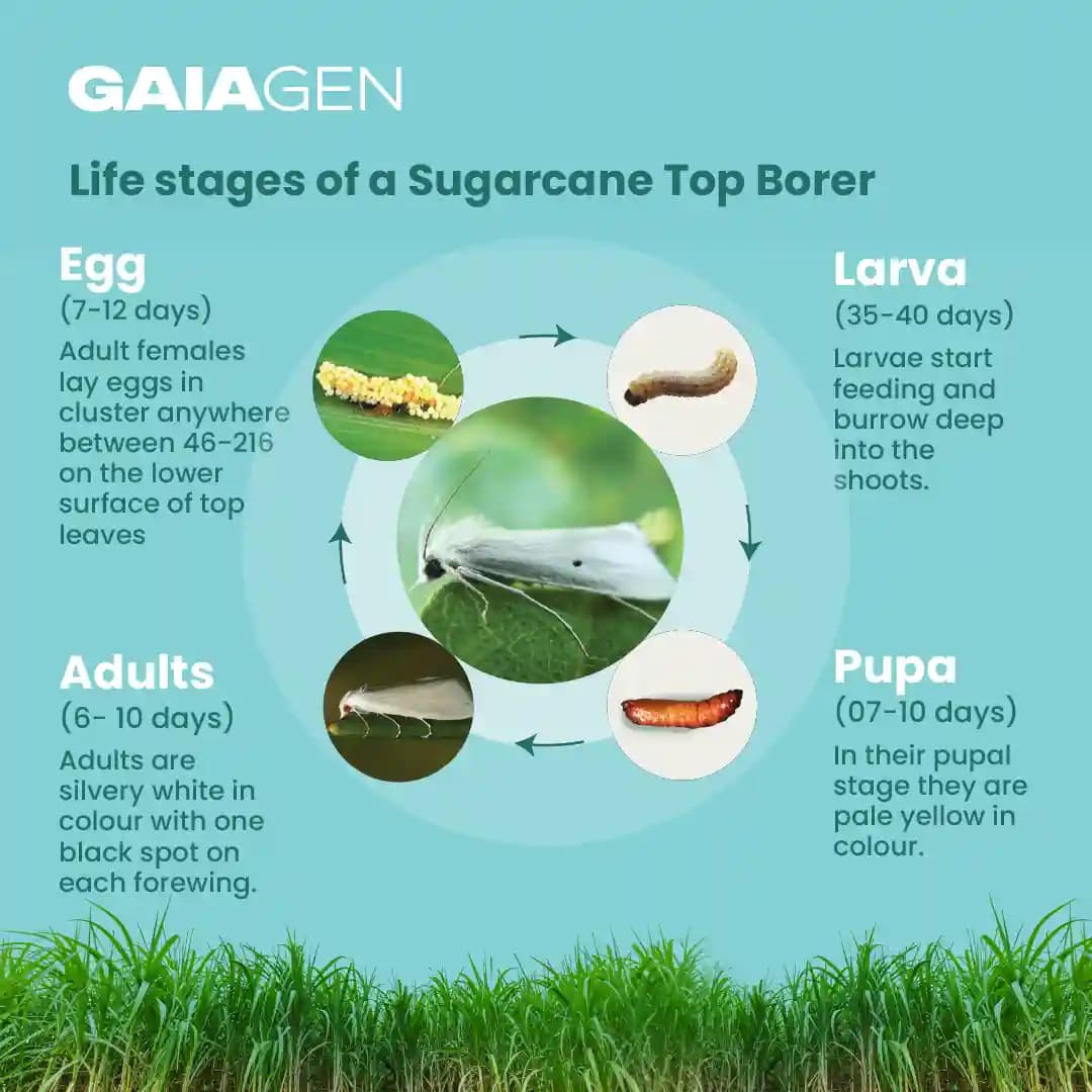 GAIAGEN Pheromone Water Trap and Lure For Sugarcane Top Borer (Scirpophaga excerptalis) And Insect Water Trap Combo Pack - Image 5