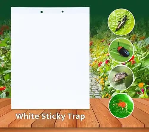 White Insect Sticky Trap for Thrips 220 MM X 280 MM, Red Mites and all Other Sucking Pests.