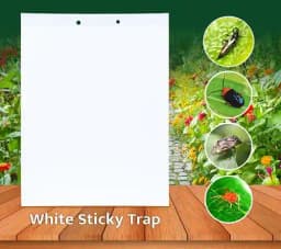 White Insect Sticky Trap for Thrips 220 MM X 280 MM, Red Mites and all Other Sucking Pests. 1