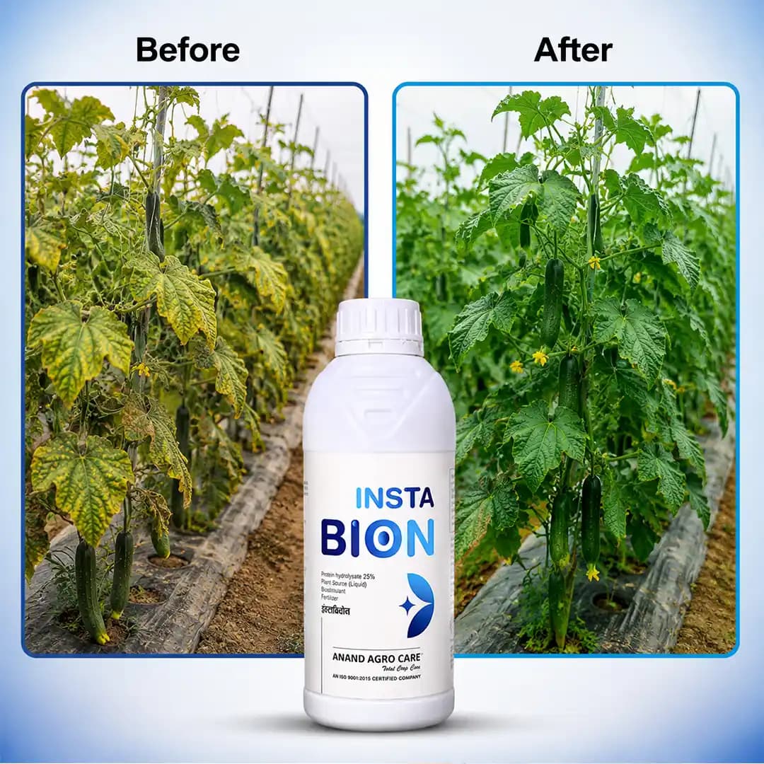 Insta Bion, An Amino Acid And Peptide Base Mixture Enhances The Growth - Image 4