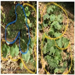 ALBATA Royal Larvend NOCA, SATTVIK and KRUSHI Certified, Non Toxic, Eco friendly. 1