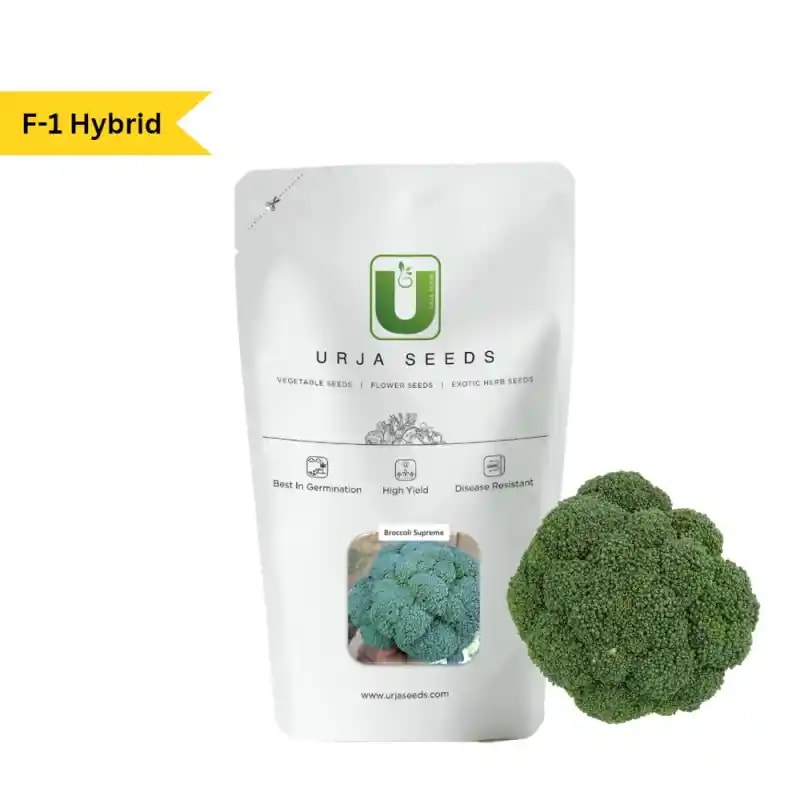 Urja F1 Hybrid Supreme Broccoli Seeds, Tight Bluish Green Heads and High Temperature Tolerance
