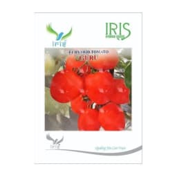 Iris Guru F1 Hybrid Tomato Seeds, Oval Shape, Red Fruit, High Yield And TYLCV Tolerance 1