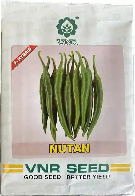 VNR Nutan Chilli Seeds - (Mirchi Seeds) Dark Green Short pendent, Early Maturity, LCV Tolerance