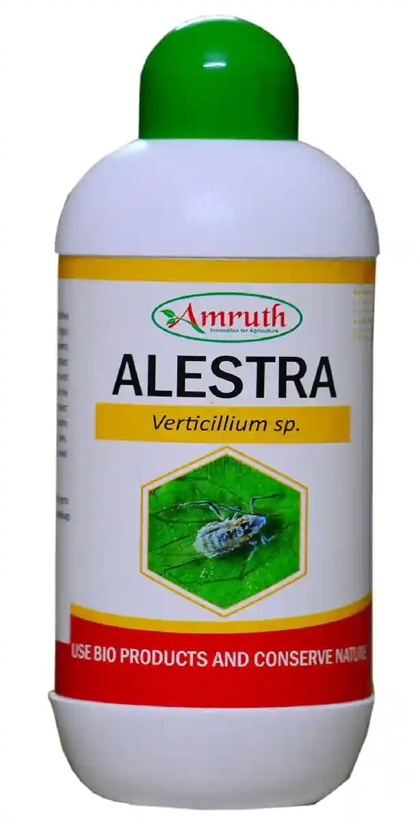 Amruth ALESTRA (Verticillium Lecanii), Moisture 30-40%, 5 X 7 cfu - gm, 108 cfu - ml.