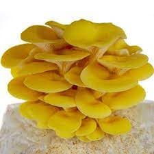 SporeKart Yellow Oyster mushroom, Ready To Fruit Mushroom Block, For Gift And Unique And Useful. - Image 3