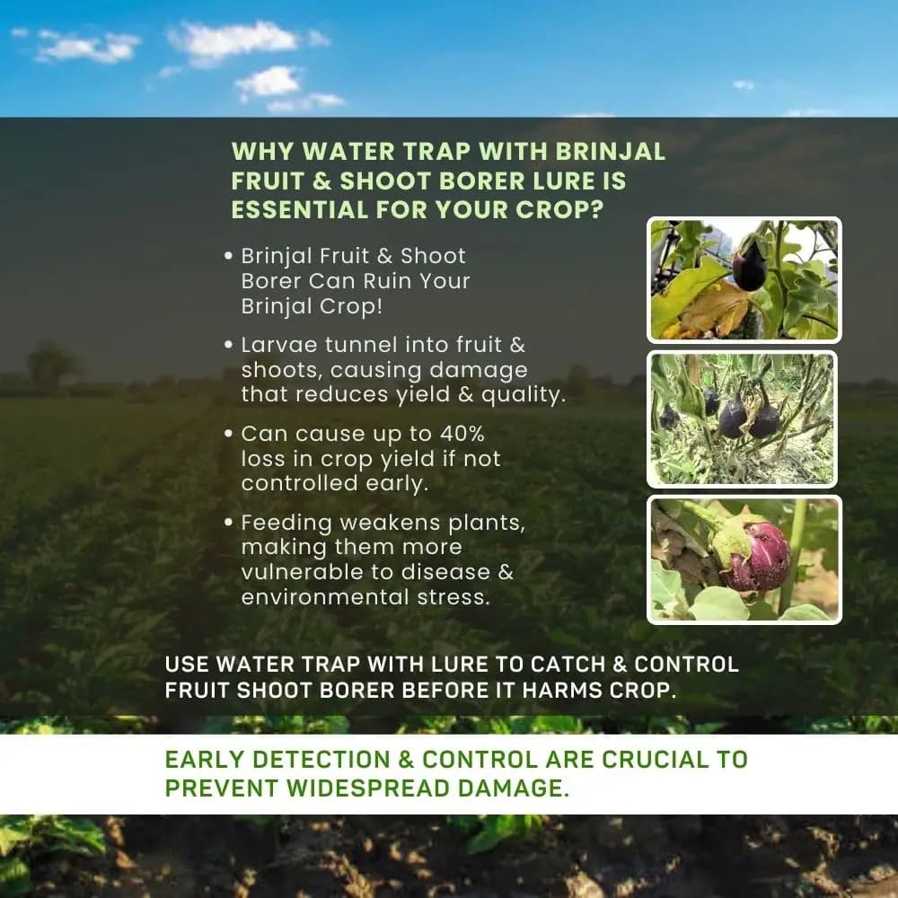 चिपकू फेरोमोने ट्रैप फुन्नील विथ ल्यूसिनोड्स ऑर्बोनेलिस ल्यूर, के साथ बैंगन फल और तना छेदक ल्यूसिन के कीट पतंगे को पकड़ने के लिए (ट्रैप और ल्यूर)। - Image 8
