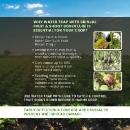 Chipku Pheromone Trap Funnel With Leucinodes Orbonalis Lure, To Catch Insect Moth Of Brinjal Fruit and Shoot Borer Lucin, Trap And Lure 8