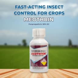 Sumitomo Meothrin Fenpropathrin 30% EC Insecticide and Acaricide Control Of Aphids, Jassids. 2
