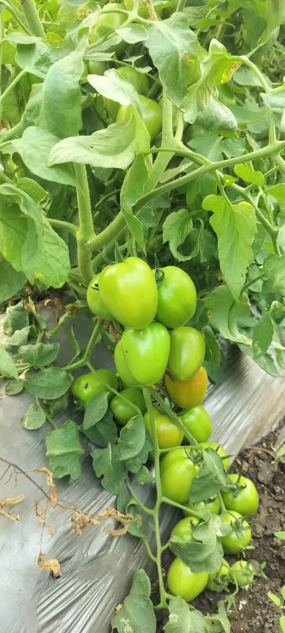 Sagar SHIVAM F1 Hybrid Tomato Seeds, High Yield And Red Glossy, Uniform Fruits - Image 2