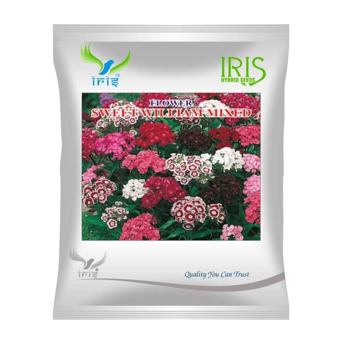Iris Sweet William Mix Hybrid OP Flower Seeds, Imported, Fragrant And Ornamental Garden Flowers