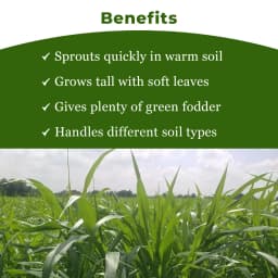 Sri Sai Forestry Bajra Napier Hybrid Grass Seeds, Multi Cut Grass Seed and Animal Fodder 4